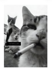 Humor villfarelser villfarelserart poster print katt