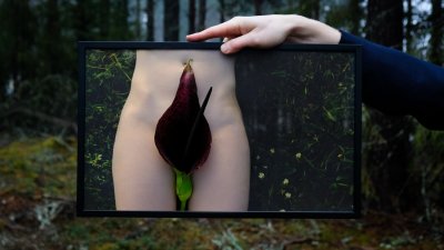 Zoom bild av Calla lilja, 50x30 cm