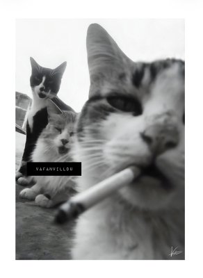 Zoom bild av Humor villfarelser villfarelserart poster print katt